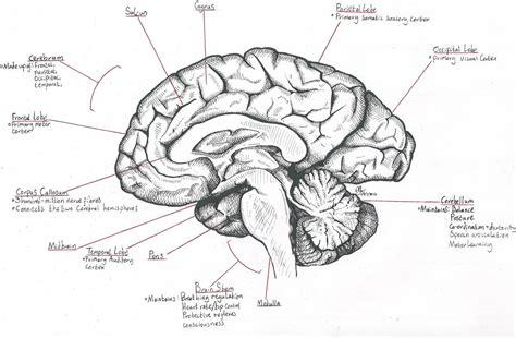 mid sagittal section   human brain  destroma  deviantart