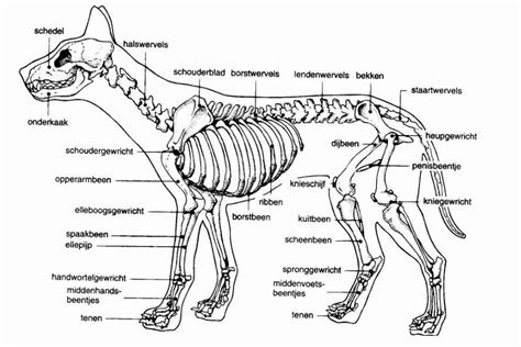 skelet hond wervelkolom ineke koolmees