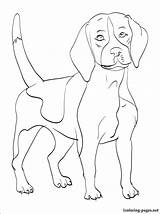 Beagle Coloring Pages Dog Printable Color Getcolorings Getdrawings 750px 68kb sketch template