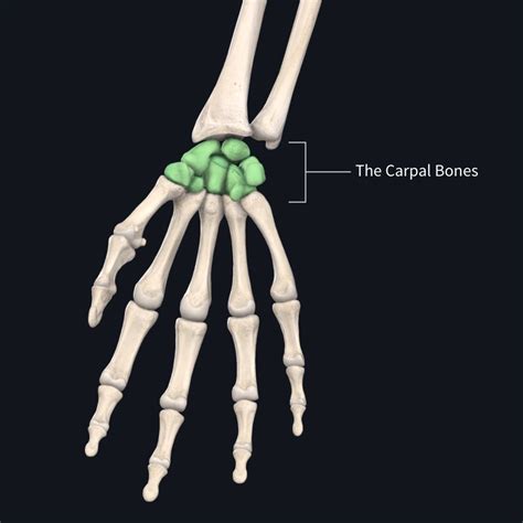 remember  carpal bones   crafty mnemonic anatomy snippets