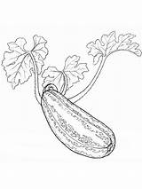 Squash Coloring Pages Vegetables Color Recommended sketch template