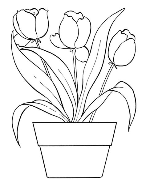 potted plants coloring pages art collectibles digital drawing