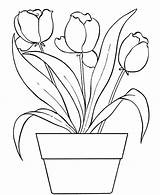 Pot Coloring Flower Pages Tulips Drawing Plant Leaf Beautiful Draw Colouring Color Kids Cliparts Getdrawings Attribution Forget Link Don sketch template
