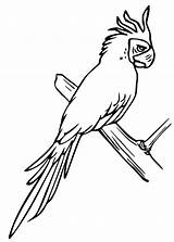 Cockatiel sketch template