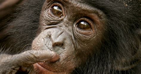 Bonobos Wild Sex Cries Advertise Popularity