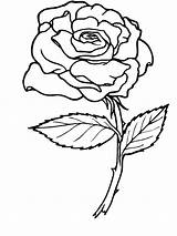 Coloring Rose Pages sketch template
