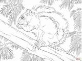 Coloring Squirrel Grey Squirrels Eastern Baum Printable Pages Fox Designlooter Mexican Version Color Animals Auf Bild Das Klick Dem Print sketch template