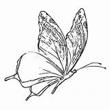 Papillon Fumetto Farfalla Adulto Schizzo Zwart Kleurend Boek Vlinder Volwassen Wit Croquis Blanche Adulte sketch template