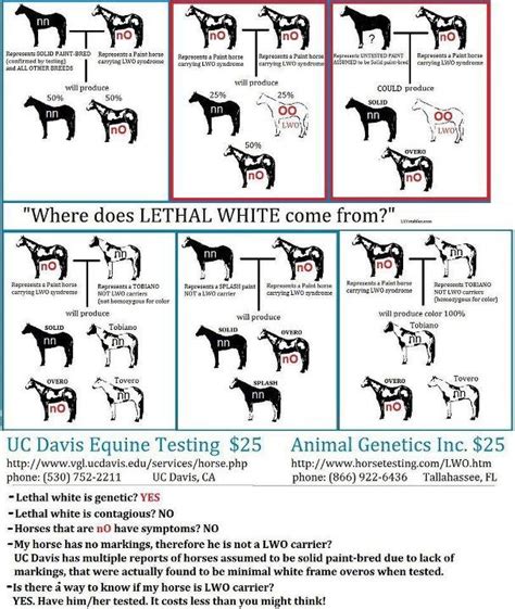 overo lethal white syndrome chart horse color chart horse anatomy