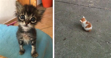 literally  adorable   impossibly tiny cats meowingtons