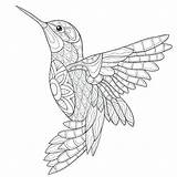 Colibri Hummingbird Birds Malvorlagen Adulte Pajaros Kolibri Ausmalen Colorier Printable Colibrí Oiseau Ausmalbilder Aves Tiere Humming Dschungel Mosaik Coloration Vogel sketch template