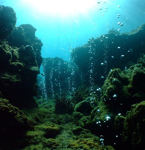 versauerung der ozeane fuehrt zu korallensterben max planck gesellschaft