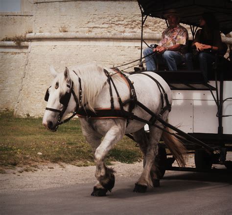 horse pulling  cart  kellyx  deviantart