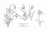 Snowdrop Flower Drawings Vector Premium Illustration Snowdrops Save Flowers sketch template