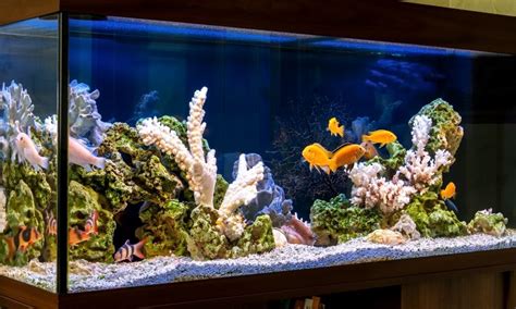 saltwater  freshwater aquariums whats  difference fish tanks