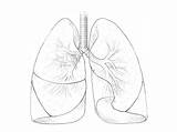 Lungs Drawing Illustration Getdrawings sketch template