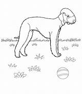 Coloring Pages Weimaraner Getcolorings Dogs sketch template