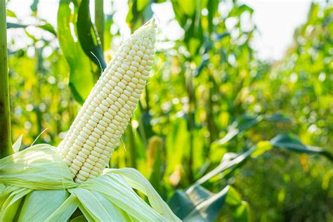 white maize seed seed  west  central africa