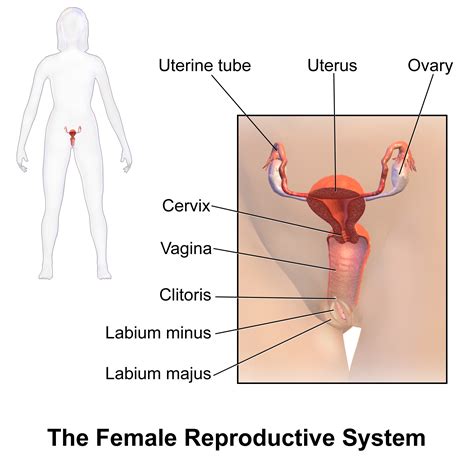 Female Reproductive System Wikiwand