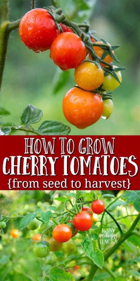 grow cherry tomatoes easy gardening hacks