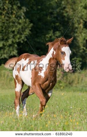 paint foal horse painting horses horse