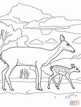 Fawn Biche Pages Tailed Deers Mutter Supercoloring Ausmalbild Coloriage Moose sketch template