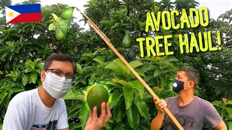 Harvesting Avocados In The Philippines Youtube