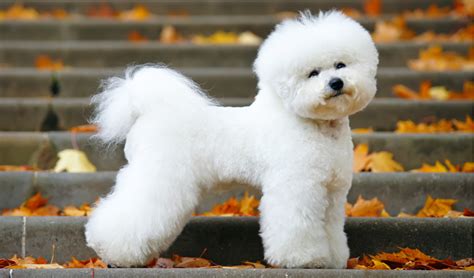 bichon frise breed facts  information petcoach