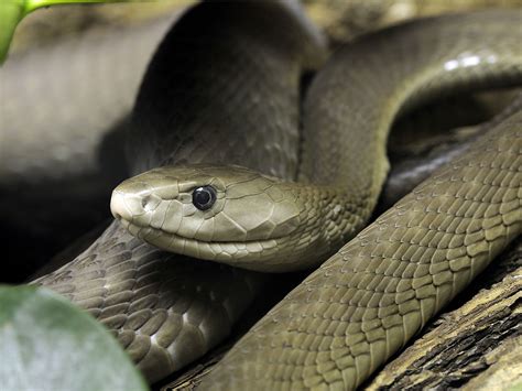black mamba reportedly missing  camden  independent