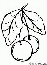 Malvorlagen Süße Kirsche Pflaume Aprikose Pfirsich sketch template