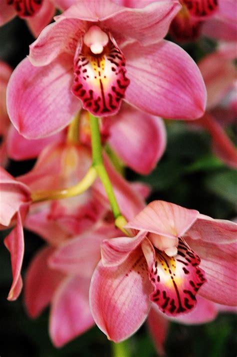 19 Best Beautiful Orchids Images On Pinterest Beautiful