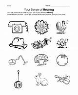 Hear Senses Preschool Cognitive Preschoolactivities Organs Actvities sketch template