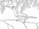 Toucan Tukan Realistic Billed Keel Kolorowanki Supercoloring Rainforest sketch template