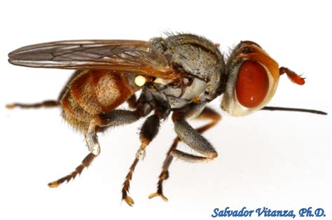 Diptera Conopidae Zodion Thick Headed Flies D Urban Programs El