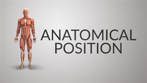 anatomical position of human body youtube