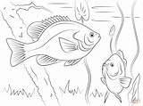 Sunfish Coloring Pages Crappie Drawing Redear Template Getdrawings sketch template