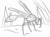 Jacket Yellow Coloring Getcolorings Wasp sketch template