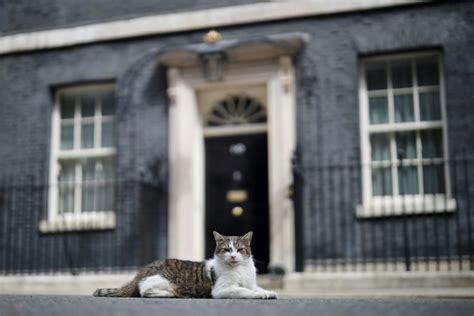 larry  cat marks  years ruling downing street roost