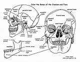 Skull Anatomy Bones Coloring Pages Cranium Human Face Printable Features Drawing Sheet Book Bony Physiology Pdf Exploringnature Rib Worksheet Color sketch template