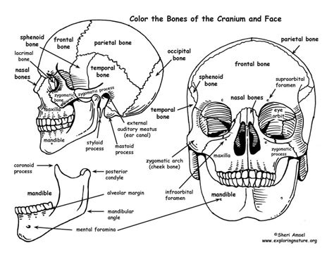 skull bones   cranium  face coloring nature