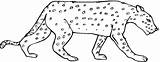 Cheetah Jachtluipaard Ghepardo Kleurplaat Disegno Stampare Disegnare Luipaard Categorieën sketch template