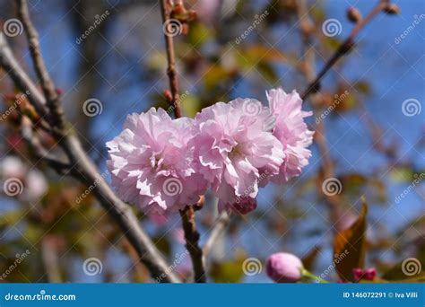 japanische blhende kirsche kanzan stockbild bild von rosa baum
