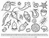 Coloring Pages Plankton Asu Microbe Biologist Ask Askabiologist Color Zooplankton Biology Sheet Ocean Worksheet Edu Drawing Sheets Science Drawings Activities sketch template