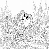 Coloring Family Pages Swan Birds Animal Families Drawing Printable Book Fun Flowers Reed Sketch Colouring Stylized Zentangle 30seconds Print Everyone sketch template