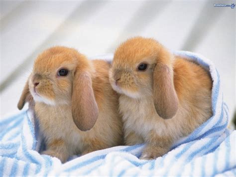 horse    rabbits  cute pictures  baby rabbits