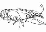 Lobster Coloring Pages American Printable Boat Color Template Crayfish Expert Getcolorings Lobsters Categories Drawing Print Sketches Colo sketch template