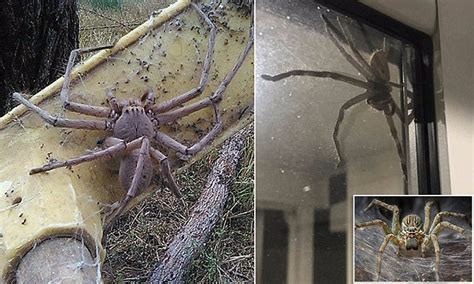 Spiders Could Eat All Australians In One Year Daily Mail Online