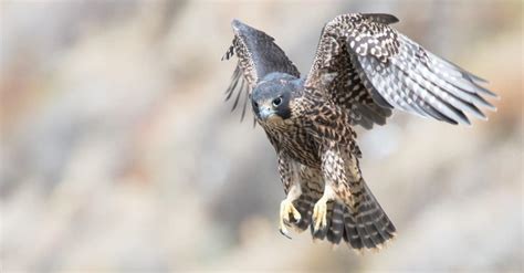falcons eat  diet explained   animals