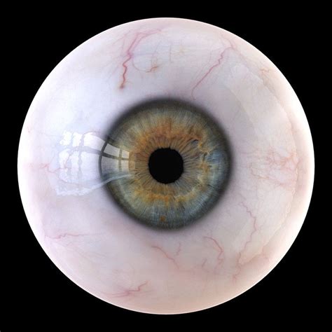 iris anatomy eye pupil model risovat glaza risovat glaza