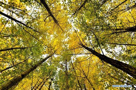 picturisque scenery of ginkgo trees in e china[8] cn